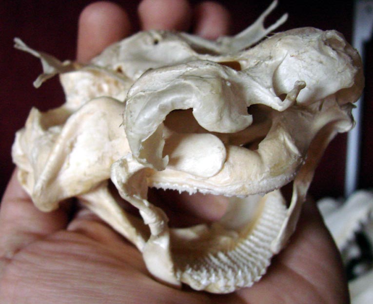 Nurse Shark Teeth